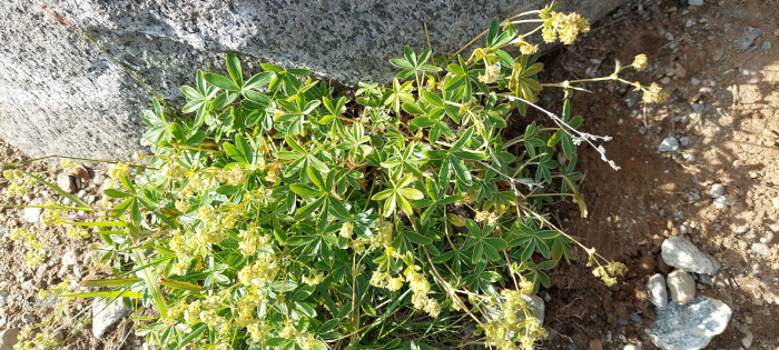 tundra lichen